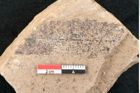 Foto (Detailansicht) von Banksia ungeri Ettingshausen (NHMW-GEO-2024-0188-7933)
